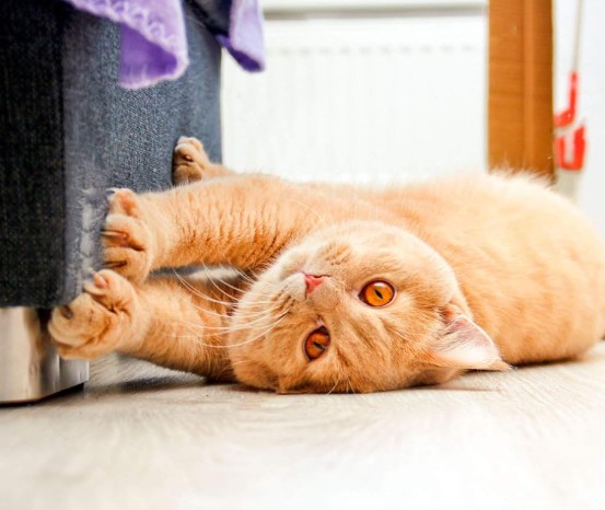 odpudzovač mačiek na nábytok